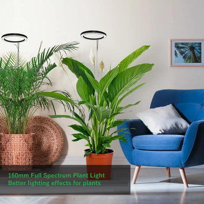 Living room with plants and a blue chair, featuring 160mm Full Spectrum Plant Light.