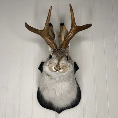 Taxidermy rabbit with deer antlers mounted on a white wall.