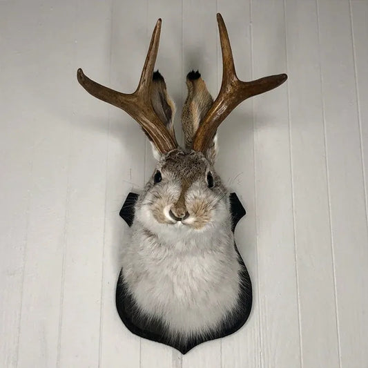 Taxidermy rabbit with deer antlers mounted on a white wall.