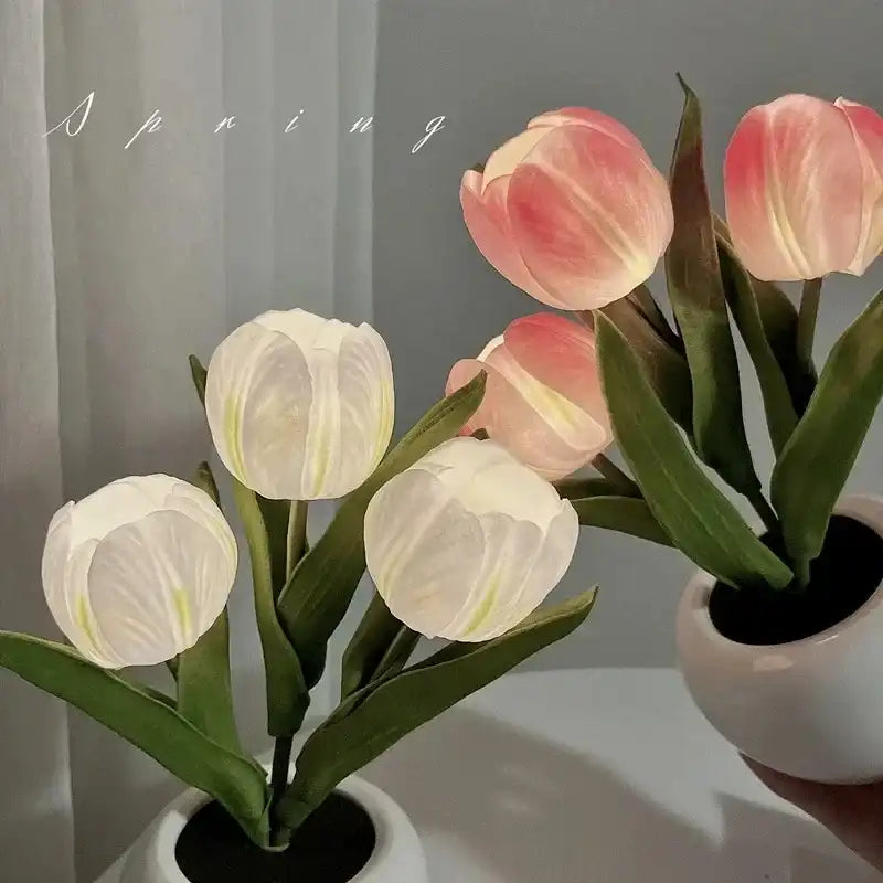 Two potted tulip plants with pink and white flowers on a neutral background