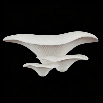 White Mushroom Wall Shelf  sculpture on a black background
