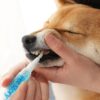 Petstory™ Dog Teeth Cleaning Tartar Removal Oral Care Gel Kit