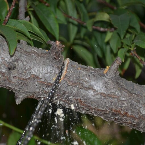 The Portable ChainSaw - Image 4