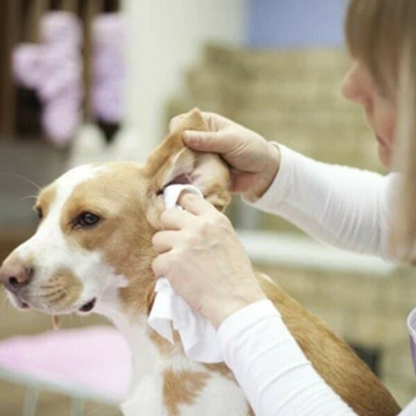 Pet Ear Powder - Image 5